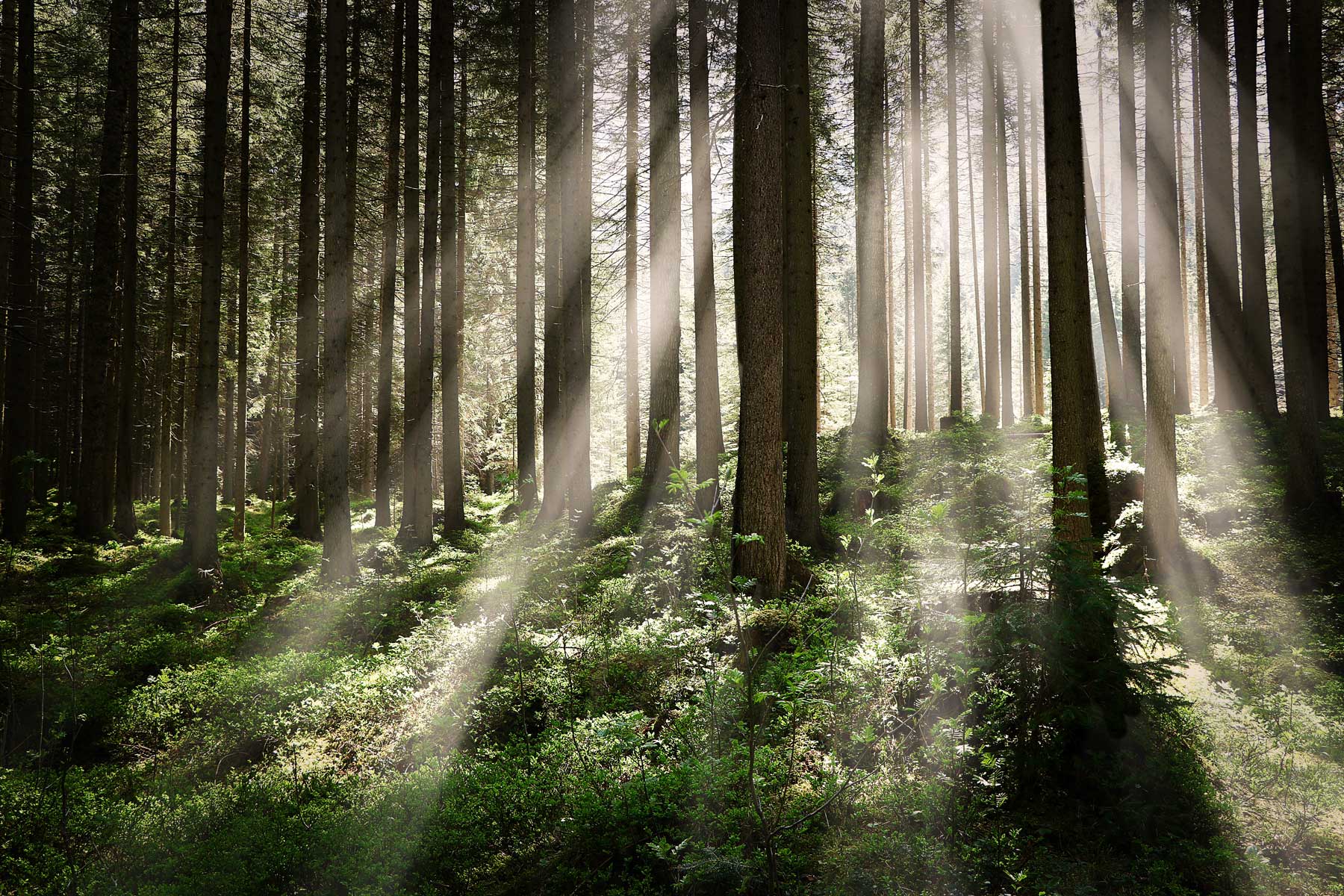 beautiful-shot-forest-with-tall-trees-bright-sun-rays-shining image